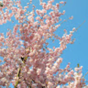 Meet your Posher, Lizzy